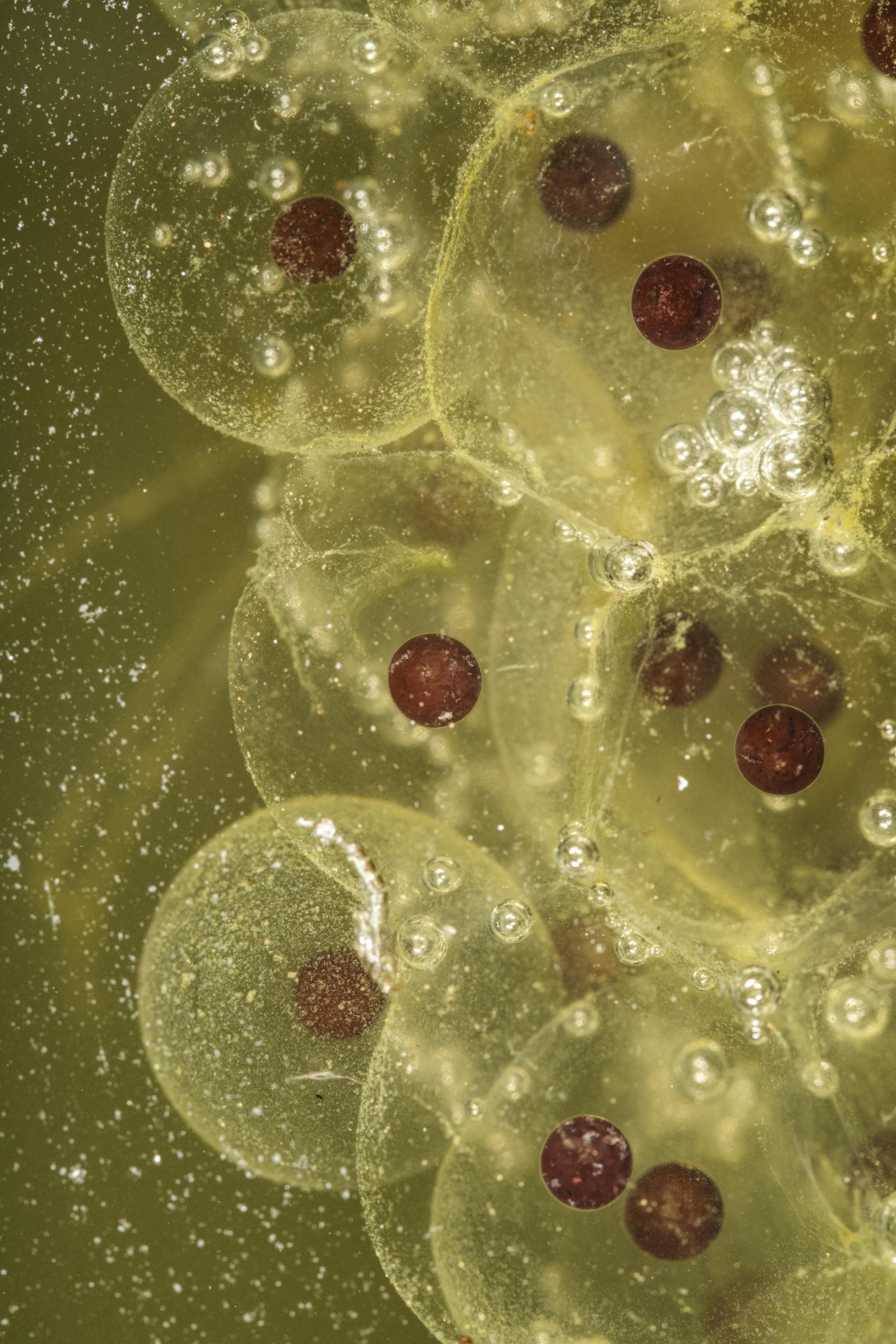 Biochimie – Analyses métaboliques EUROLAB